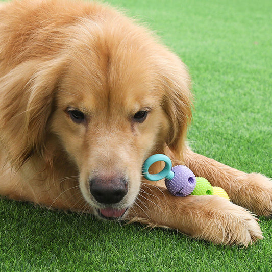 Candy Gourd Dental Paw Toy